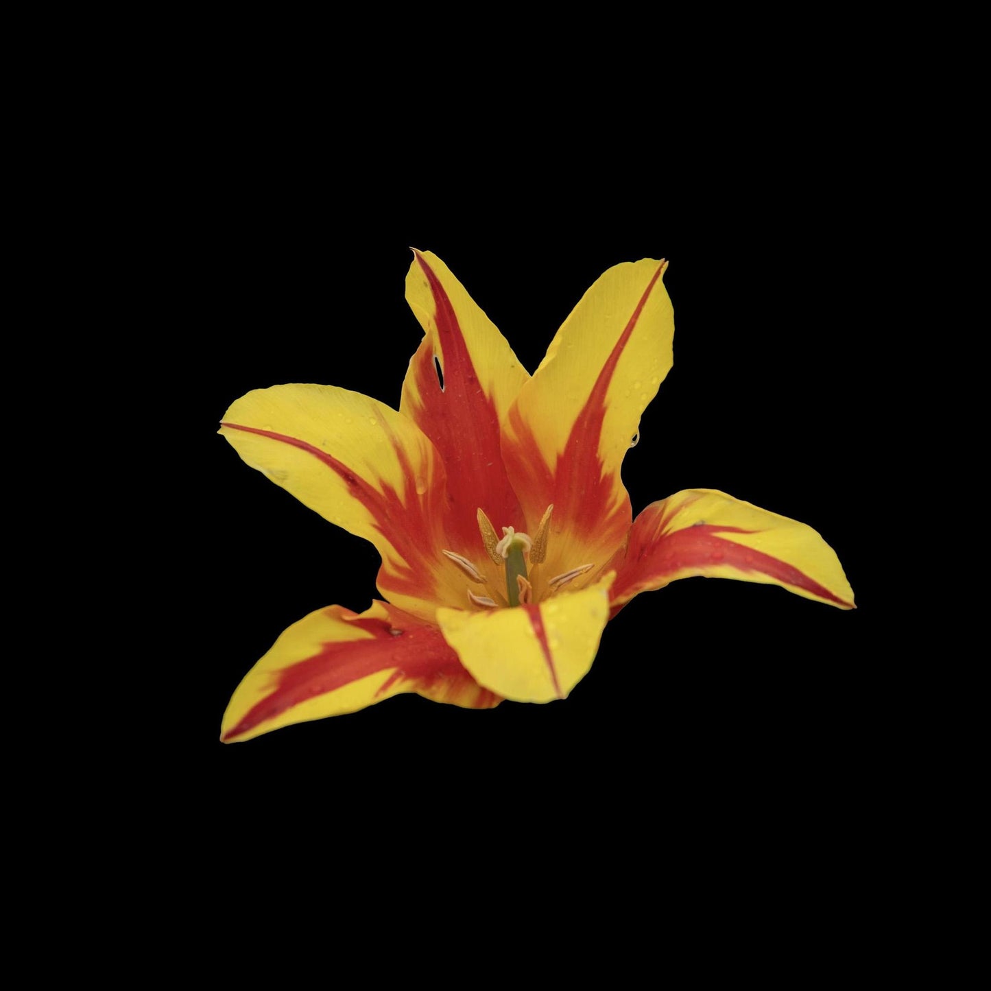 "Tulip" White T-Shirt with Art by Emmerson Wheeler
