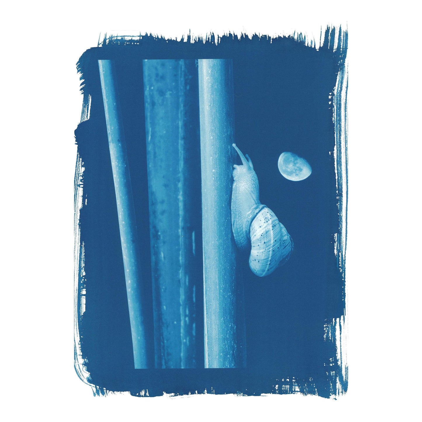 "Snail" Cyanotype Print Grey T-Shirt featuring Art by Emmerson Wheeler