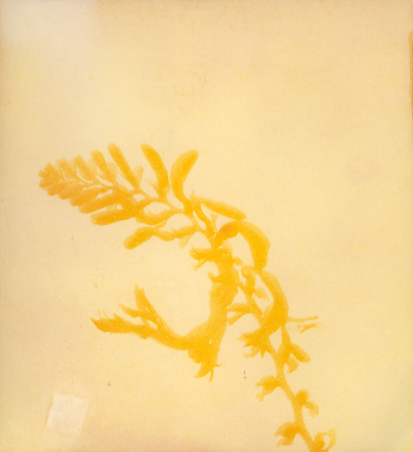 "Fern" Turmeric Sun Print Teal T-Shirt with Art by Emmerson Wheeler
